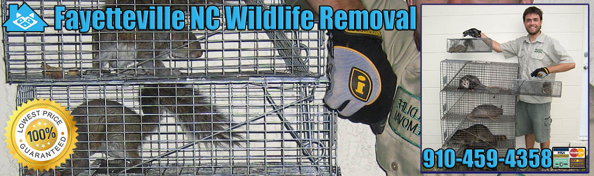 Fayetteville Wildlife and Animal Removal